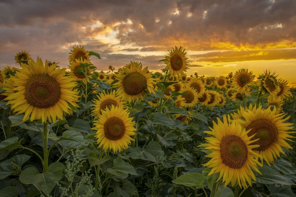 Photograph by Гусева Елена