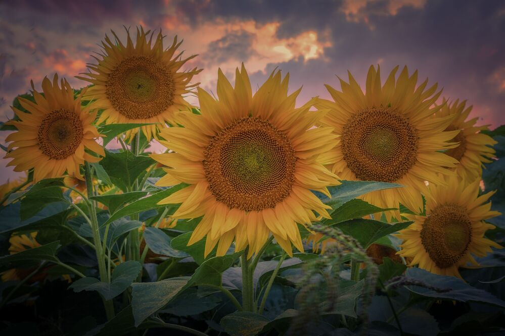 Photograph by Гусева Елена