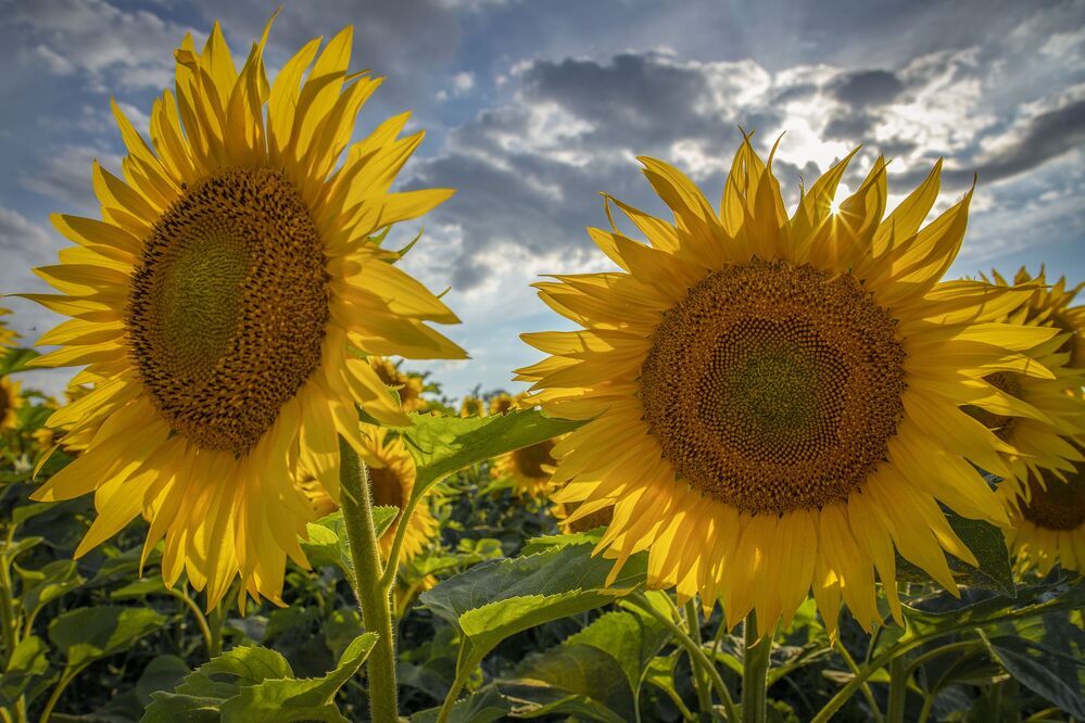 Photograph by Гусева Елена