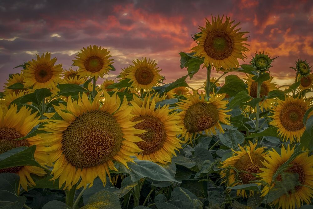 Photograph by Гусева Елена