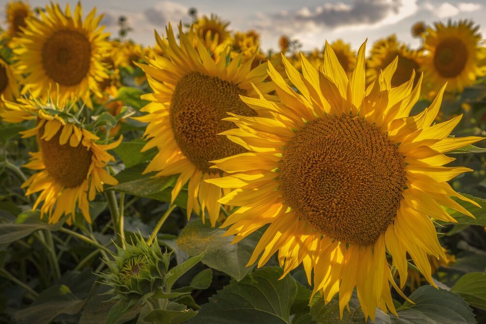 Photograph by Гусева Елена