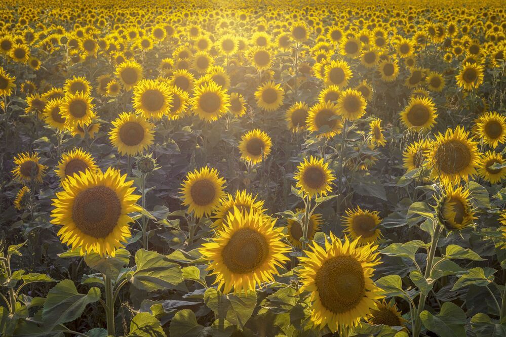 Photograph by Гусева Елена