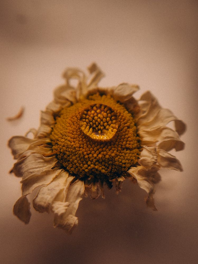 Photograph by Алёна Горошко