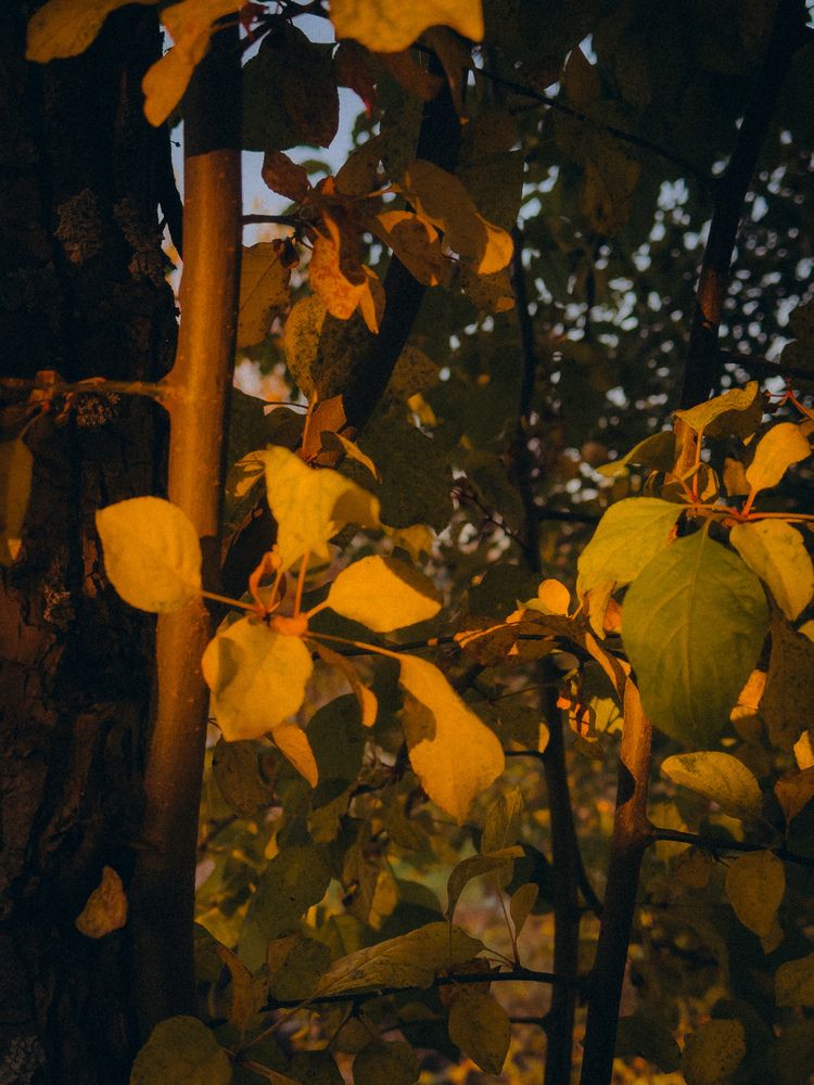 Photograph by Алёна Горошко