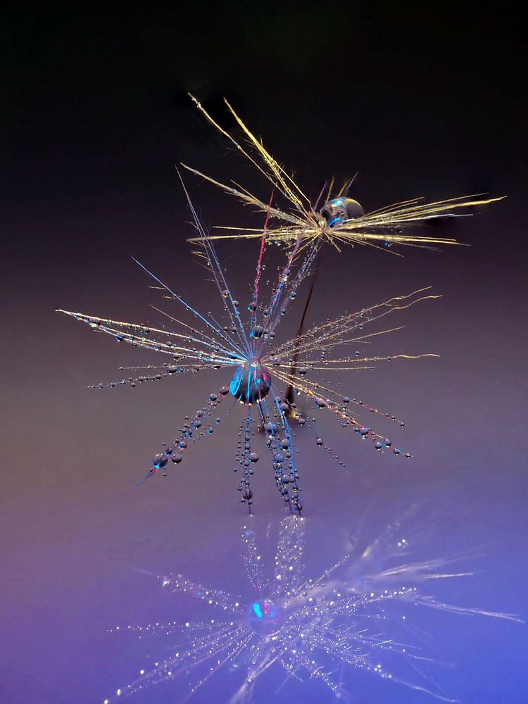 Танец на льду