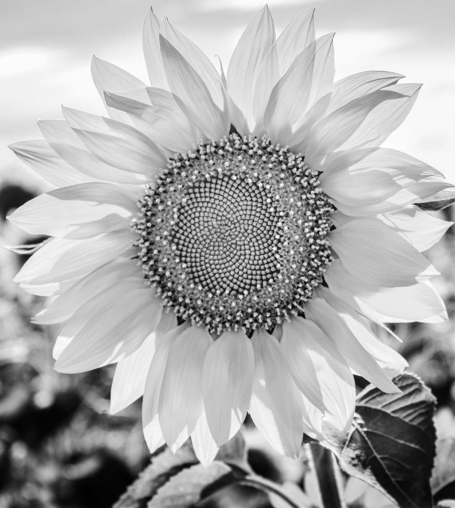 Photograph by Анна Стрелковская