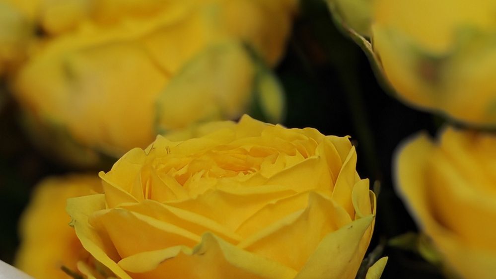 Фотография автора OXANA NAUMOVA