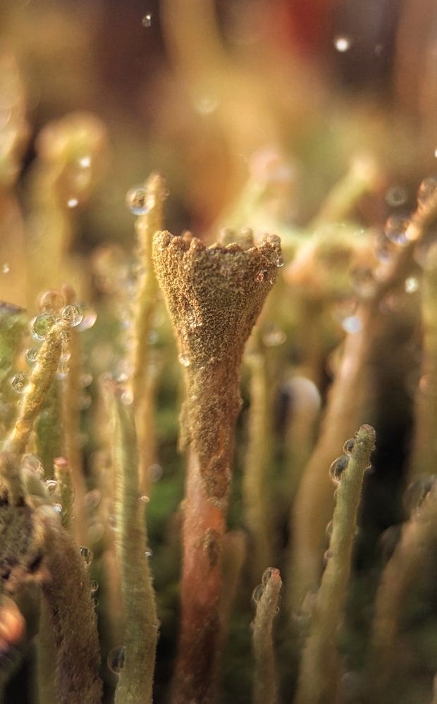 Photograph by Екатерина Колот