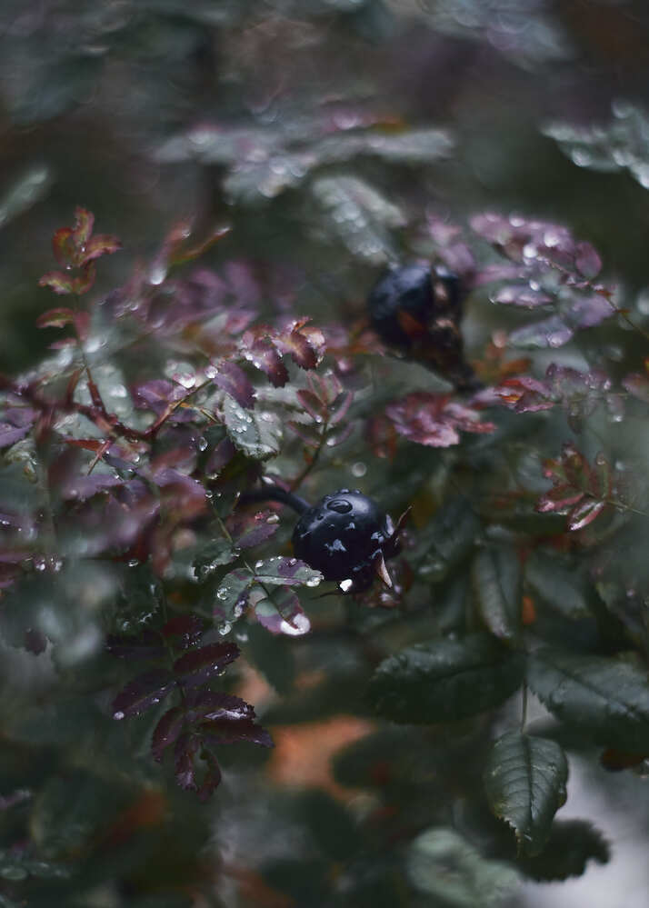 Photograph by Юлия Персинен