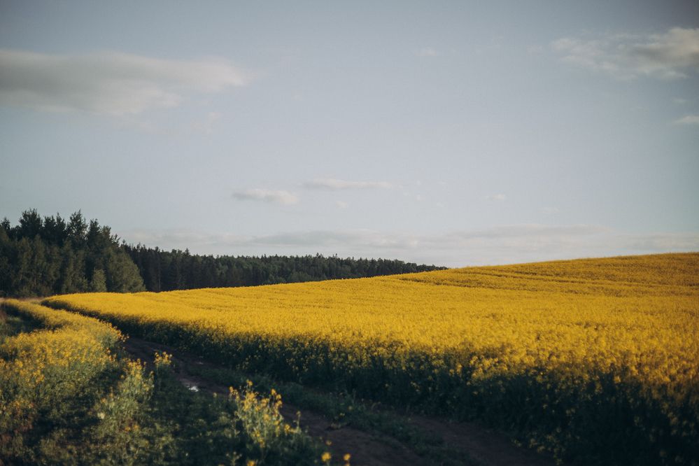 Photograph by Елена Копылова