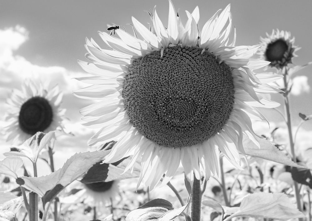 Photograph by Анна Стрелковская