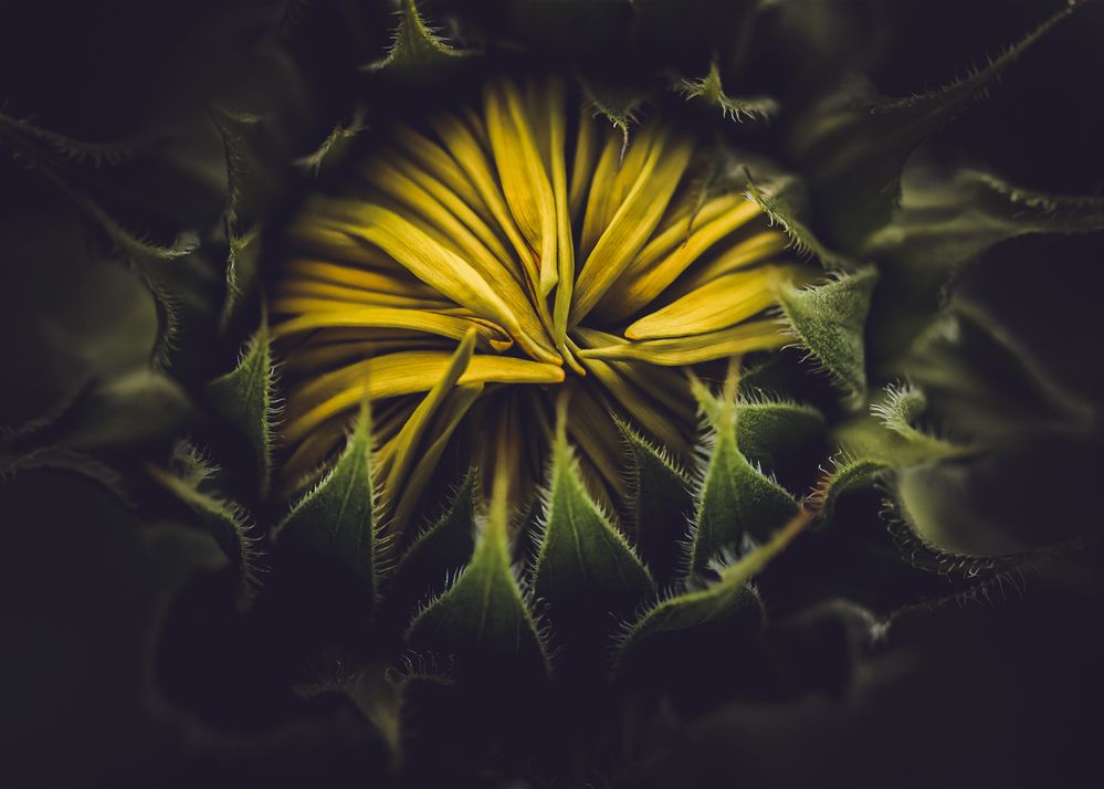 sunflower bud