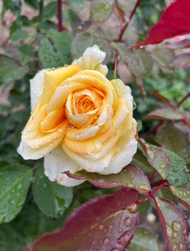 Дождь и розы…!!!