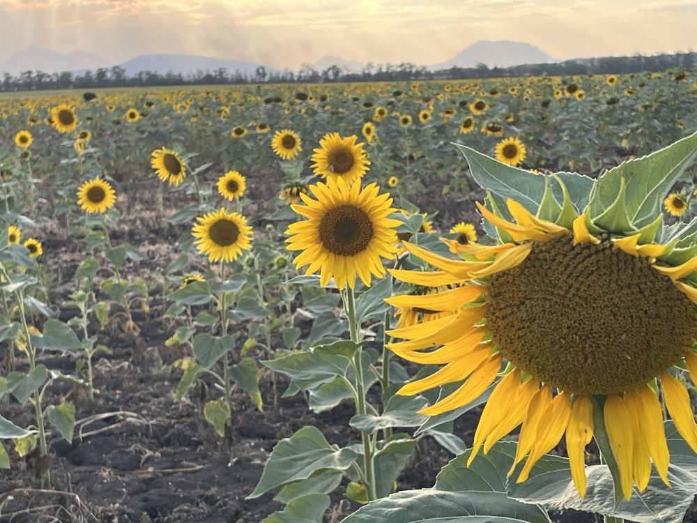Photograph by Анатолий Протасов