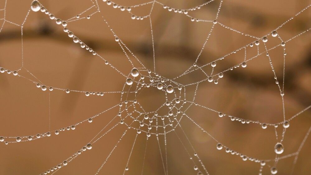 THE DEWDROP NECKLACE