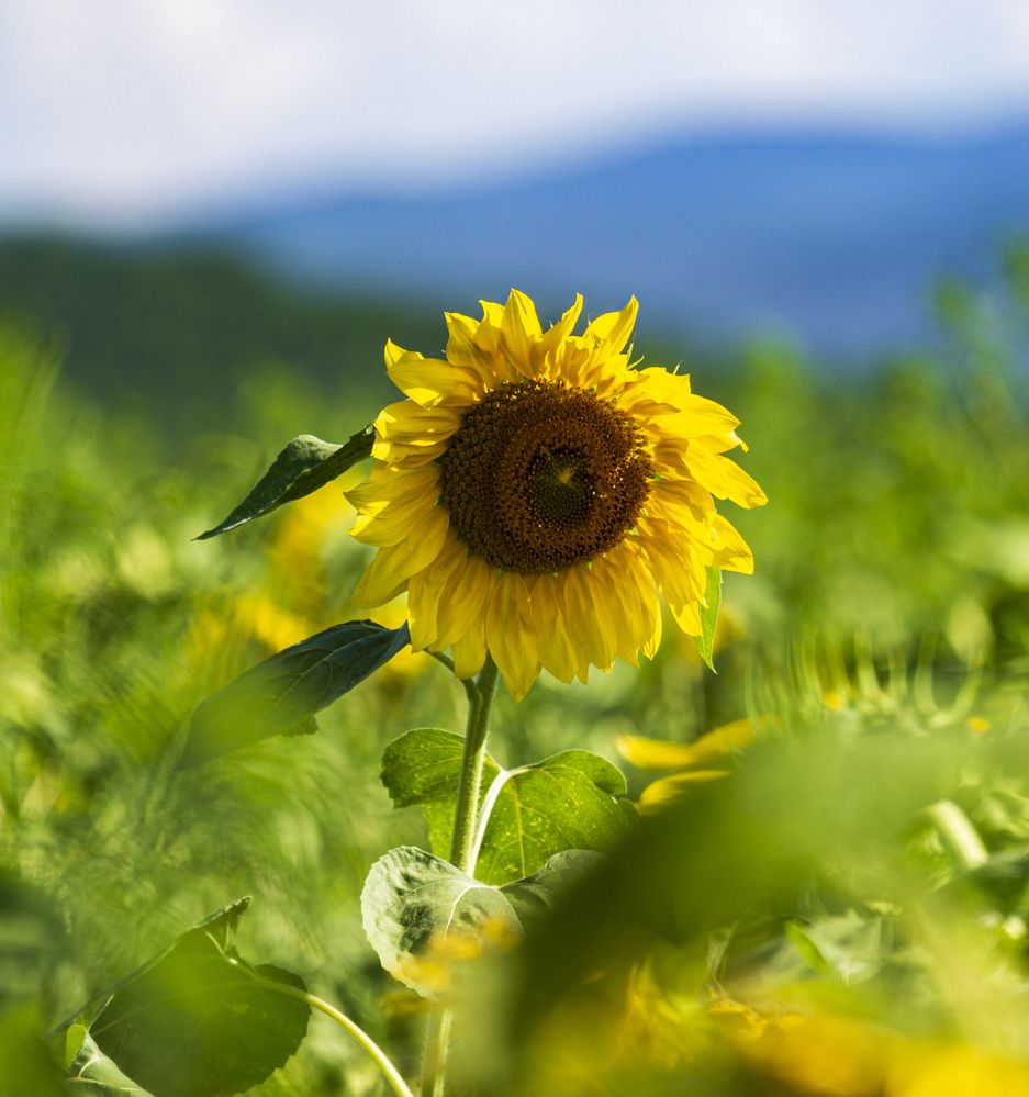 Photograph by Sergey Tsubanov