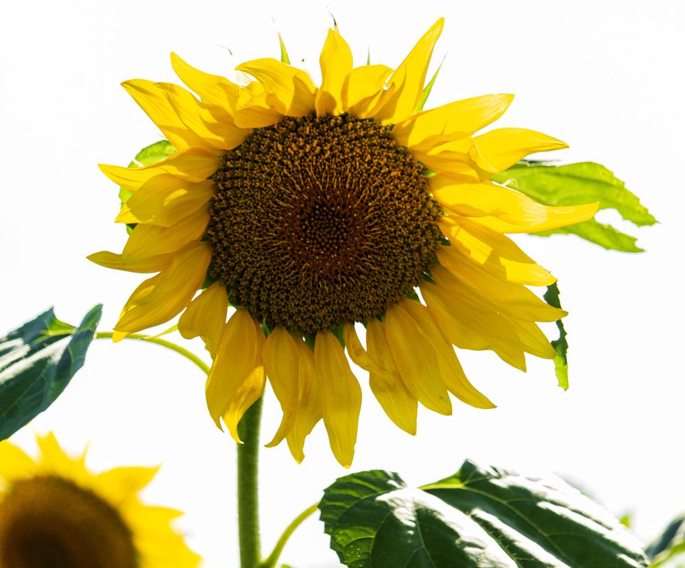 Photograph by Sergey Tsubanov