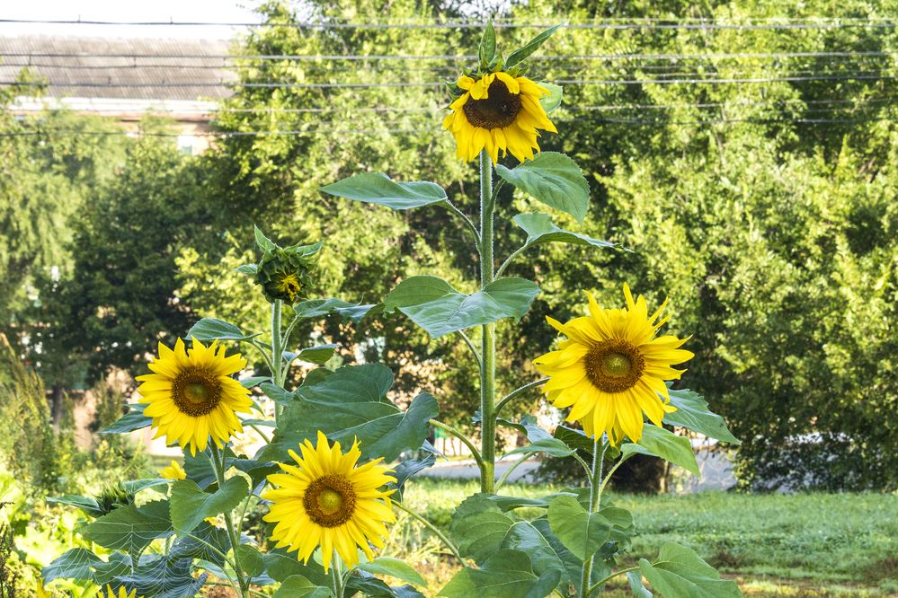 Photograph by Sergey Tsubanov