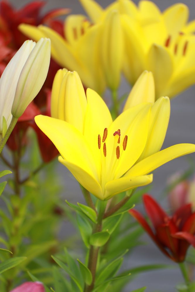 Фотография автора Андрей Шувалов