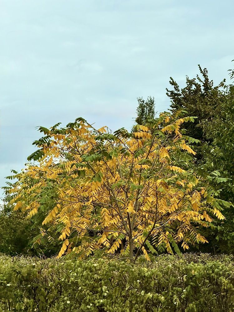 Photograph by Елена Чулюнина