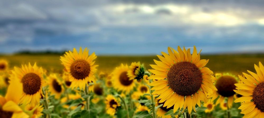 Photograph by Наталья Анисимова