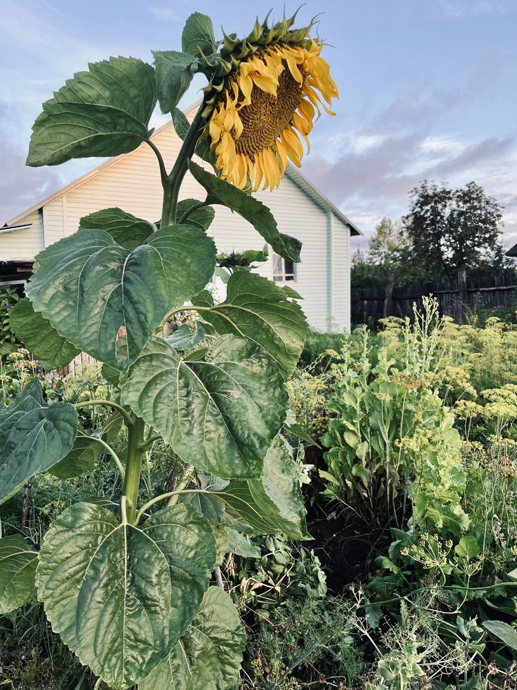 Photograph by Ирина Селиверстова