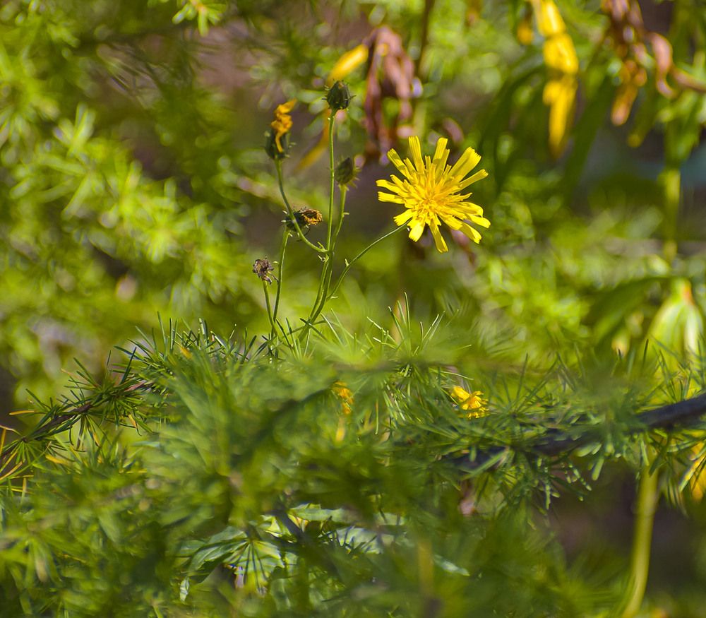 Напоминание о лете