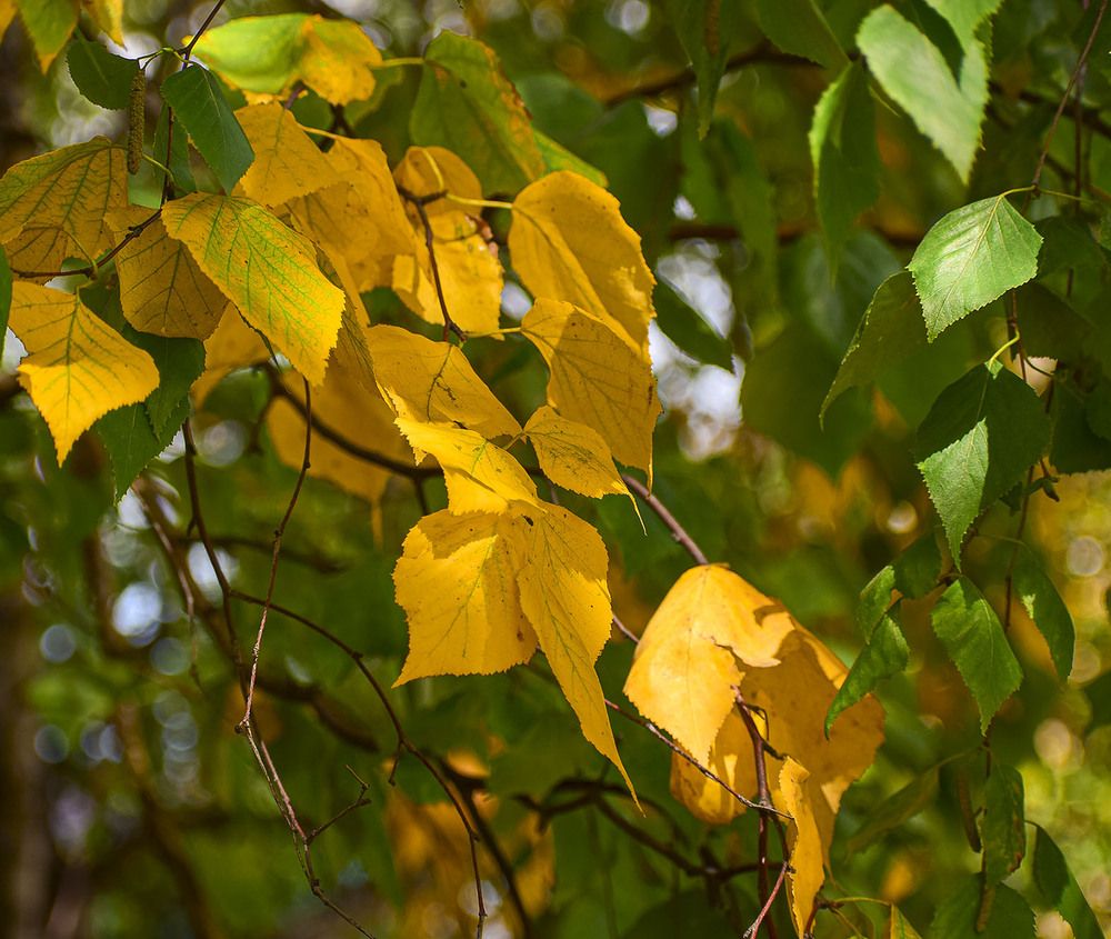 Береза меняет наряд