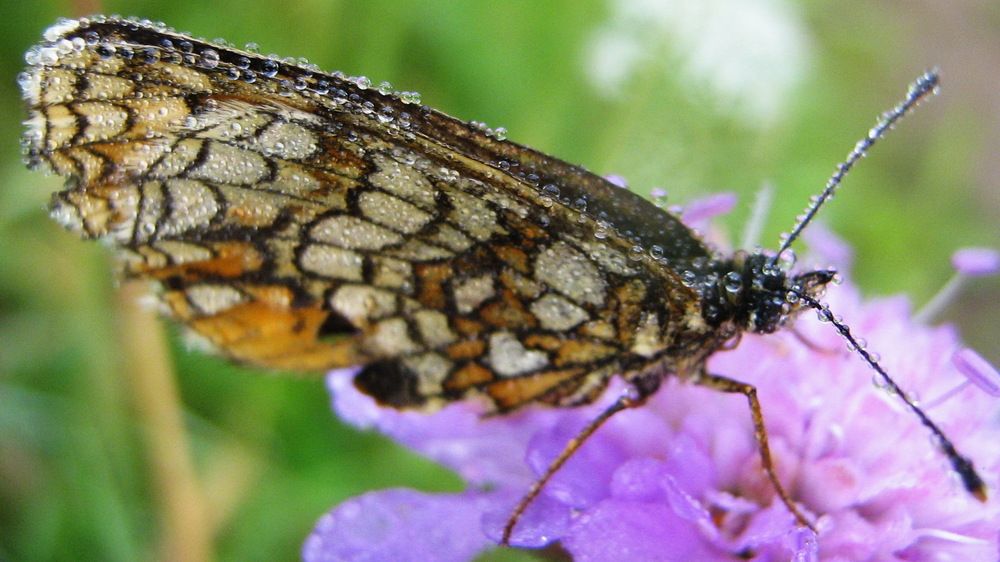 Photograph by Анна-Лаймуте Милошевич