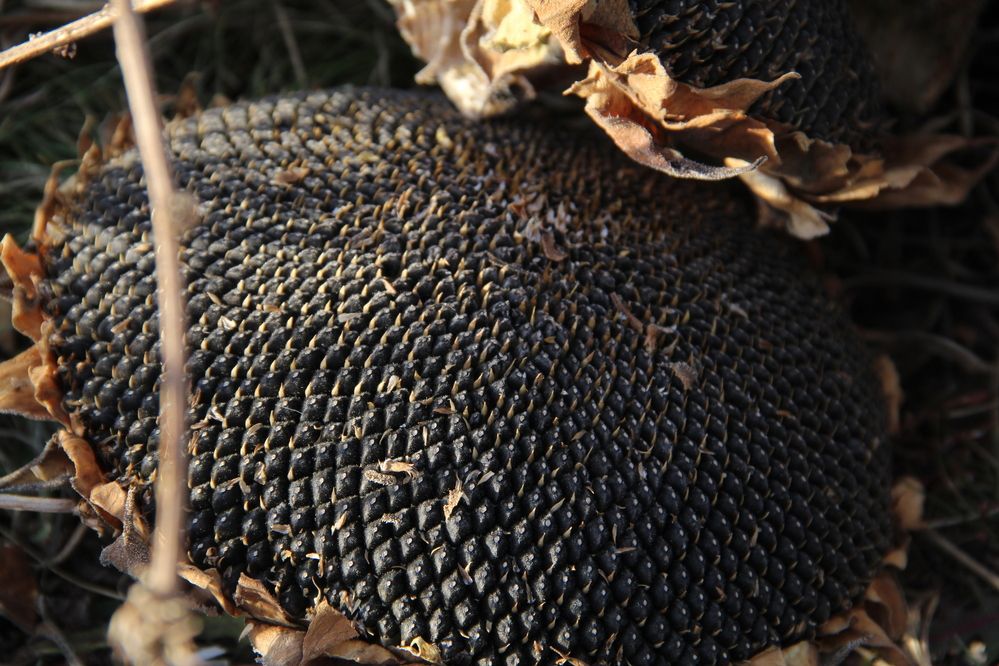 Photograph by Хайбуллина Флора