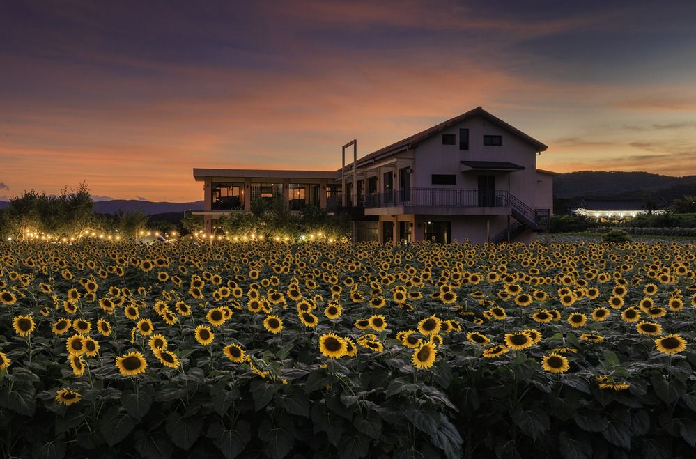 Фотография автора NGUYEN NGOC SON