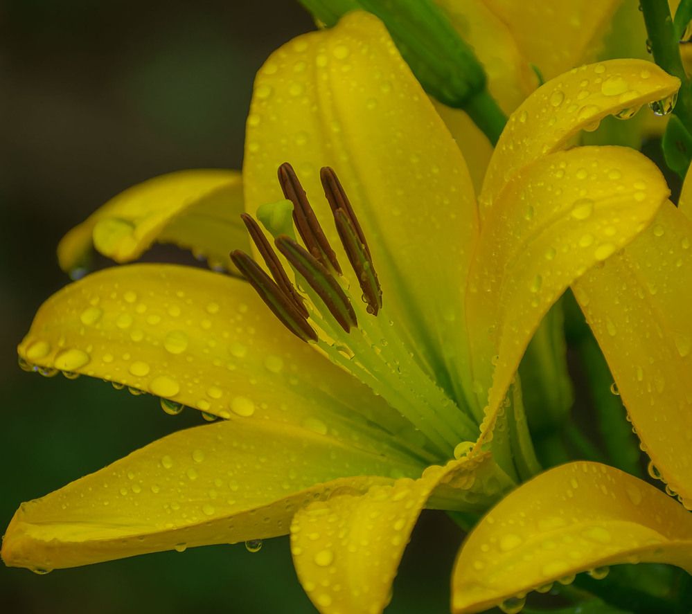 Photograph by Блохина Ольга