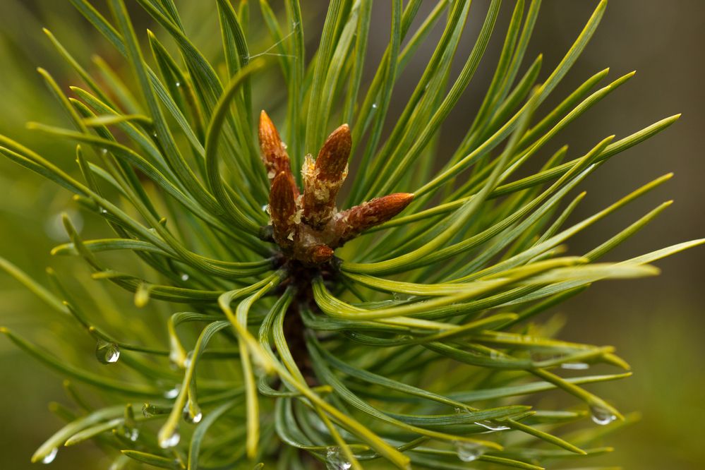 Photograph by Анна-Лаймуте Милошевич