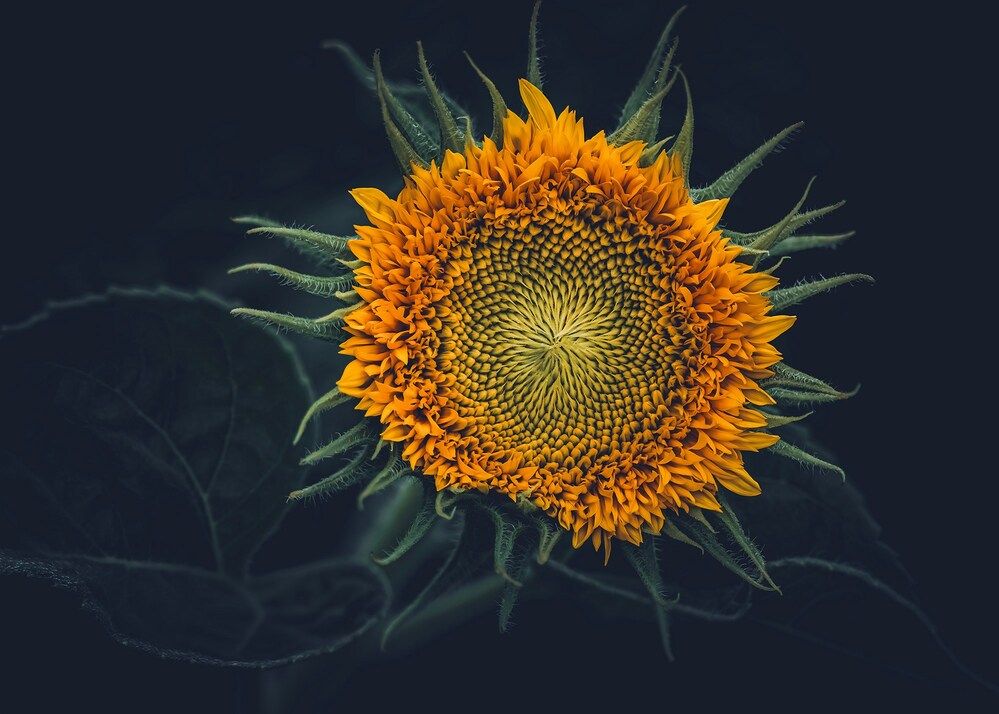 Фотография автора  Eirene