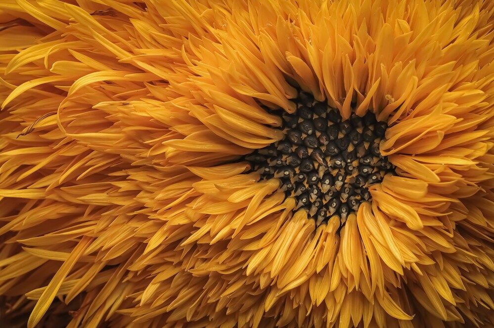 Фотография автора  Eirene