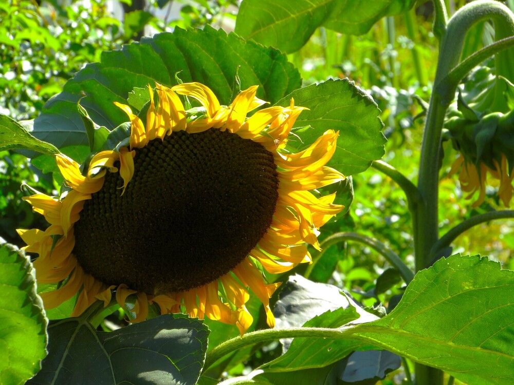 Подсолнушек