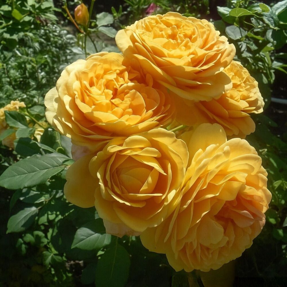 Photograph by Елена Сухорученкова