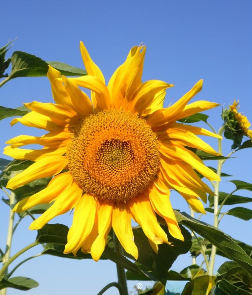 Photograph by Елена Сухорученкова