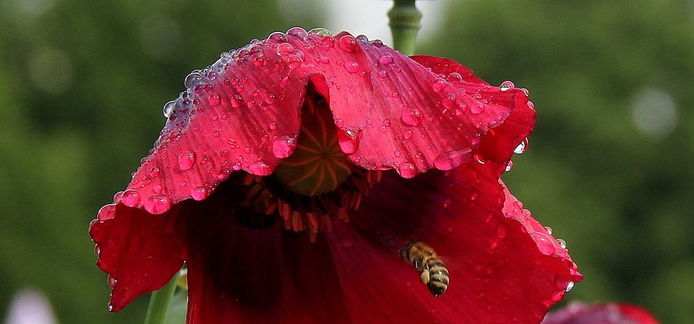 Photograph by Жанна Нечаева