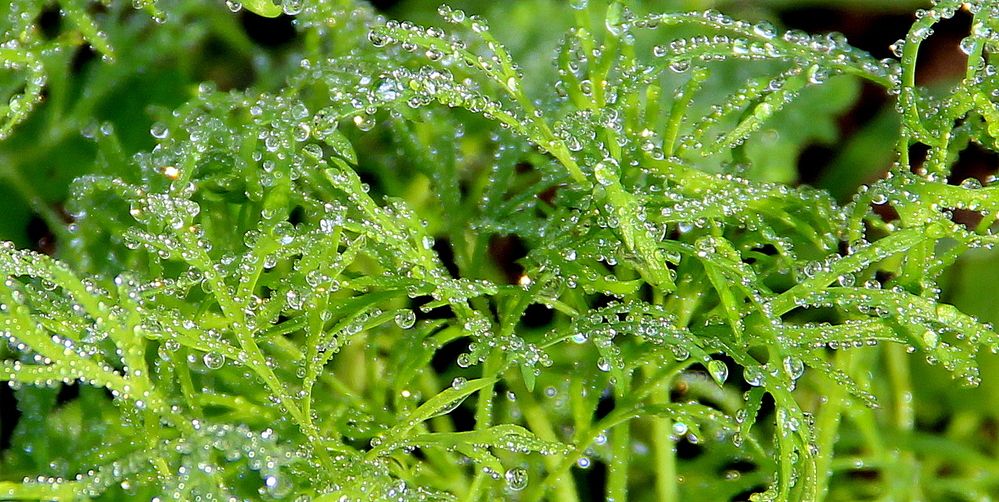 Photograph by Жанна Нечаева