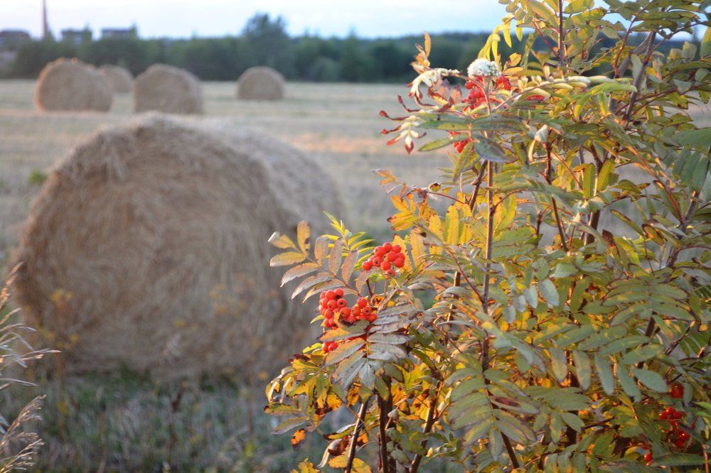 Сельские просторы