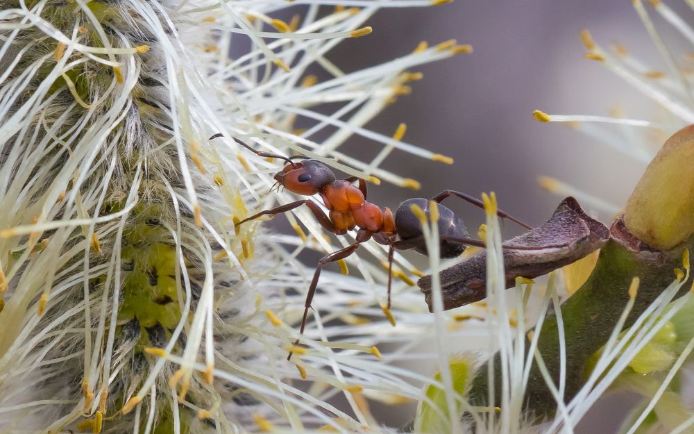 В апрельских джунглях.