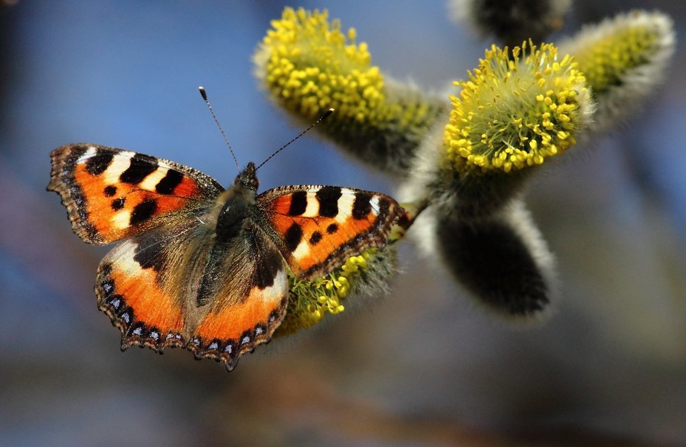 Шоколадница..