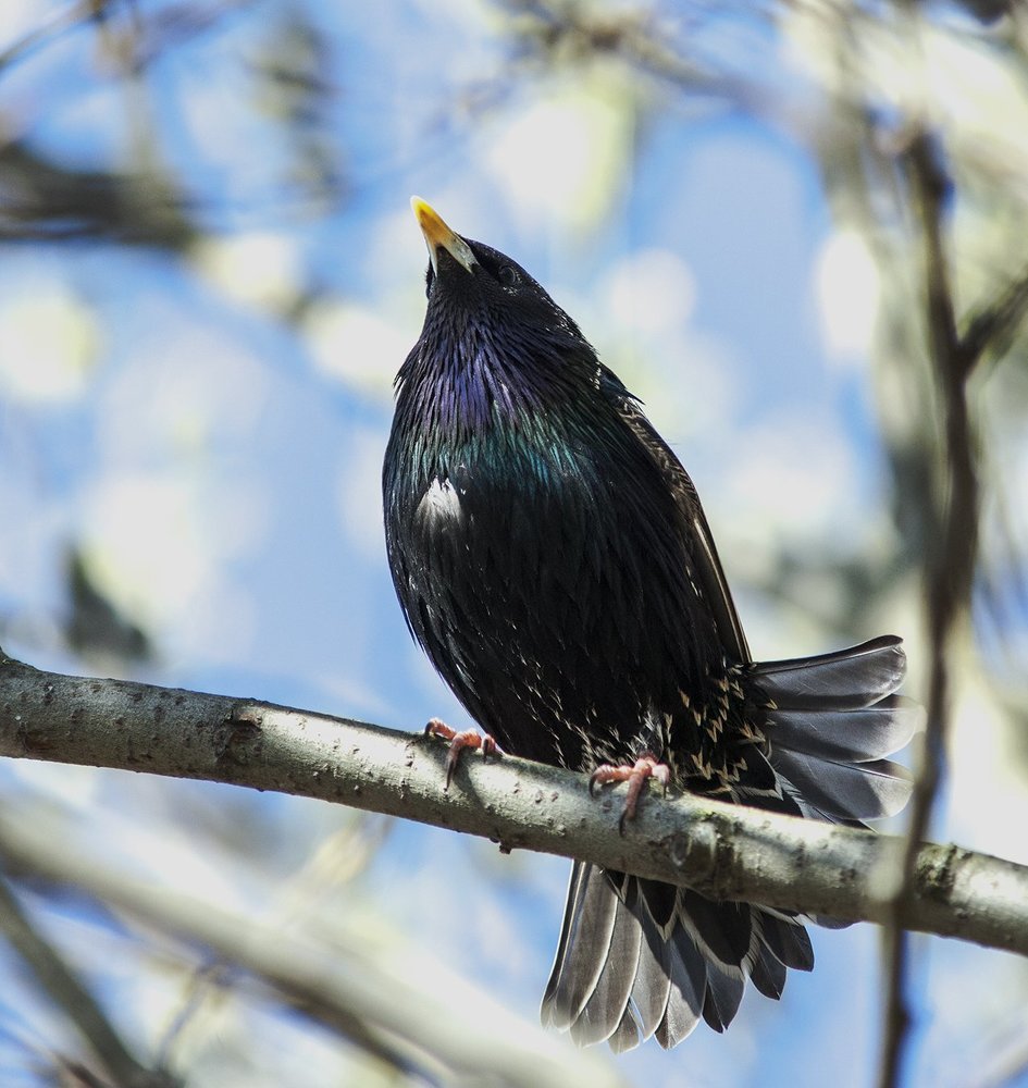 В ожиданьи жениха..