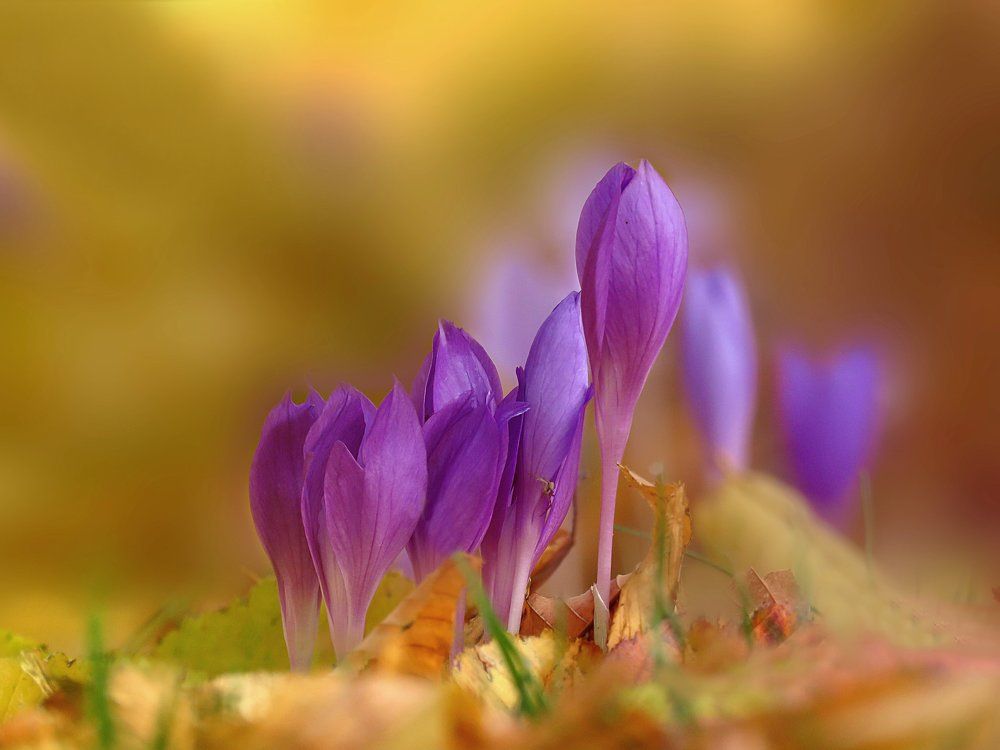 Crocuses