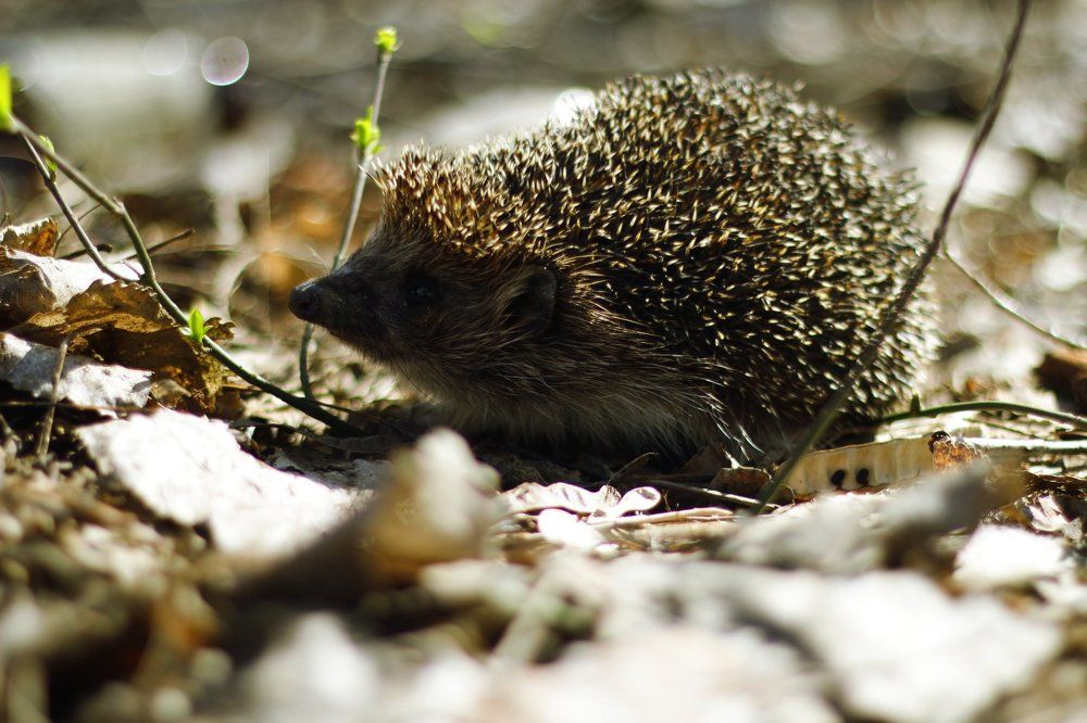 Photograph by Денис Игоревич Нестеров