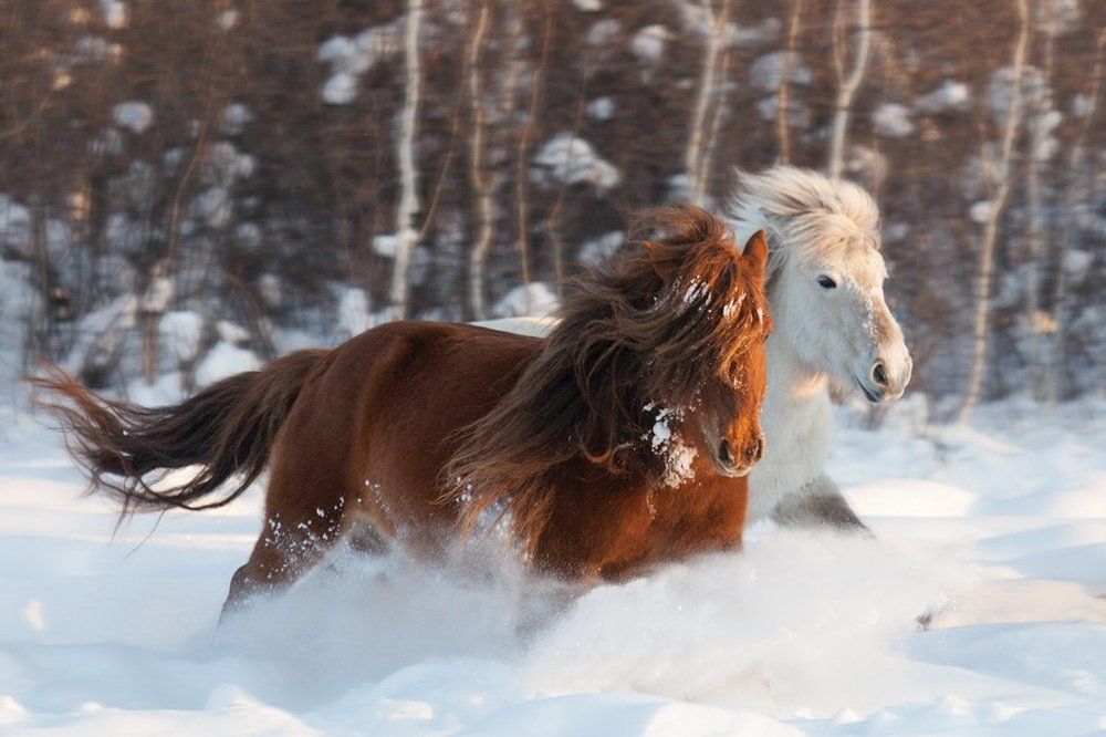 Мои мысли - мои скакуны