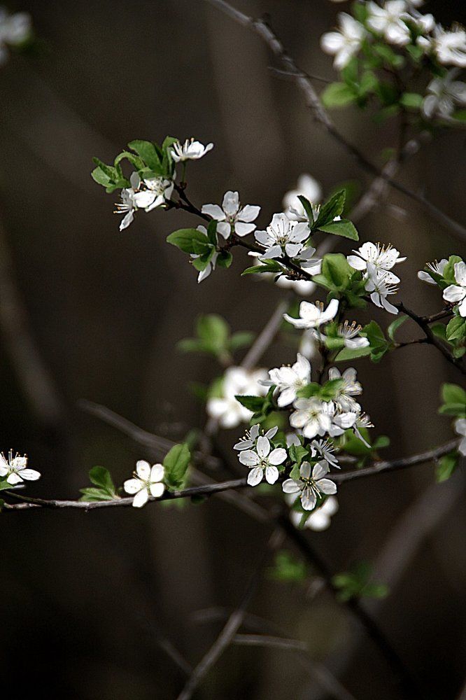 Photograph by Тасія Свідерська