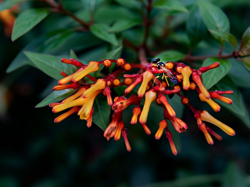 Фотография автора savitri Rawat