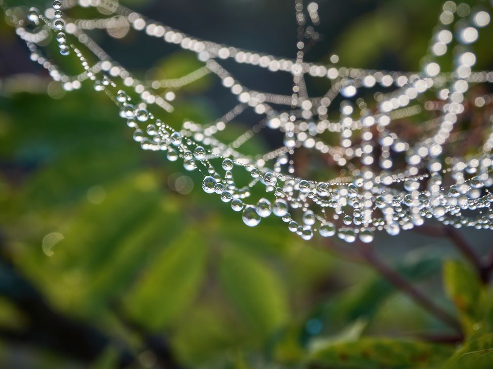 Роса на паутине